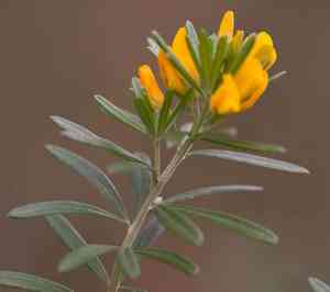 Needle-leaved broom(Genista linifolia)