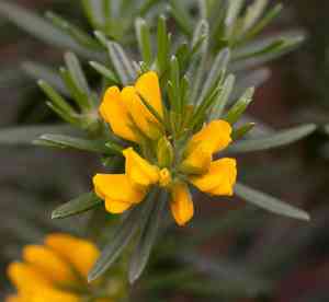 Needle-leaved broom(Genista linifolia)