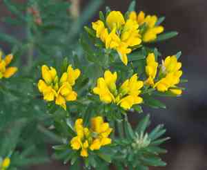 Needle-leaved broom(Genista linifolia)
