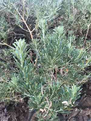 Needle-leaved broom(Genista linifolia)