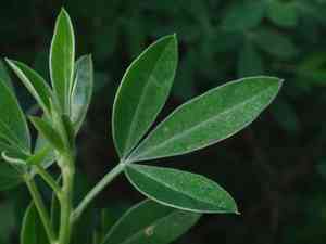 Leafy broom(Genista stenopetala)