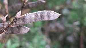 Leafy broom(Genista stenopetala)