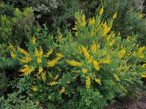 Leafy broom(Genista stenopetala)
