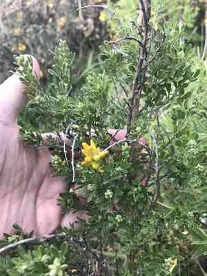 Leafy broom(Genista stenopetala)