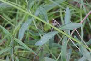 Dyer's greenweed(Genista tinctoria)