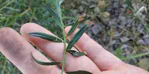 Dyer's greenweed(Genista tinctoria)