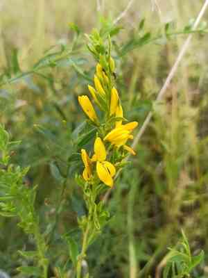 Dyer's greenweed(Genista tinctoria)
