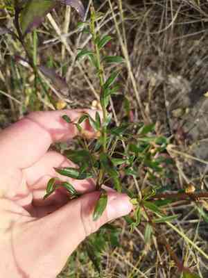 Dyer's greenweed(Genista tinctoria)