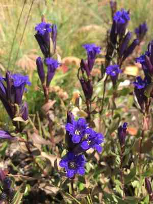 Pleated gentian(Gentiana affinis)