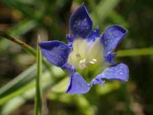 Pleated gentian(Gentiana affinis)