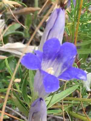 Pleated gentian(Gentiana affinis)