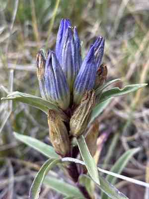 Pleated gentian(Gentiana affinis)