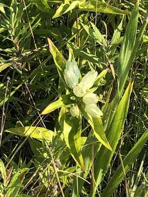 Plain gentian(Gentiana alba)
