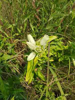 Plain gentian(Gentiana alba)