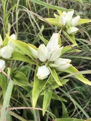 Plain gentian(Gentiana alba)