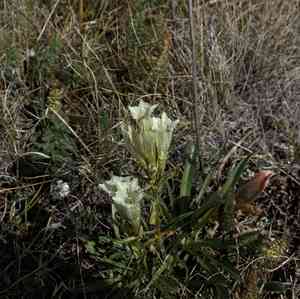 Whitish gentian(Gentiana algida)