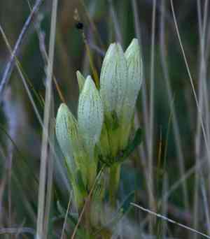 Whitish gentian(Gentiana algida)