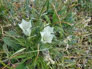 Whitish gentian(Gentiana algida)
