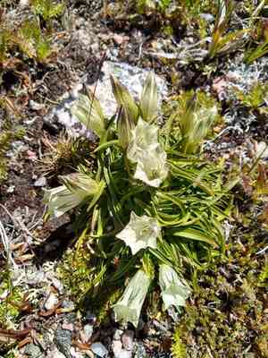 Whitish gentian(Gentiana algida)