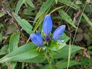 Bottle gentian(Gentiana andrewsii)