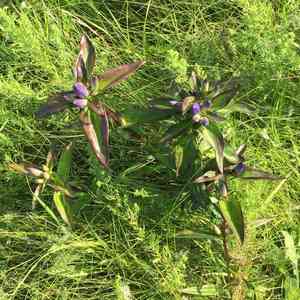 Bottle gentian(Gentiana andrewsii)