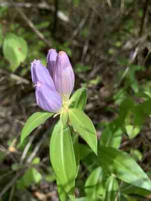 Bottle gentian(Gentiana andrewsii)