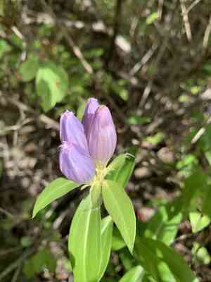 Bottle gentian(Gentiana andrewsii)