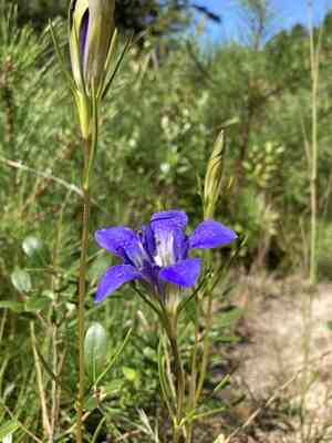 Pine barren gentian(Gentiana autumnalis)