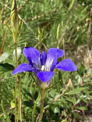Pine barren gentian(Gentiana autumnalis)