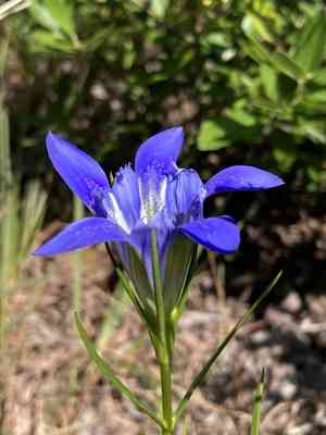 Pine barren gentian(Gentiana autumnalis)