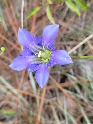 Pine barren gentian(Gentiana autumnalis)
