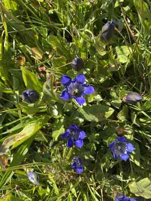 Rainier Pleated Gentian(Gentiana calycosa)