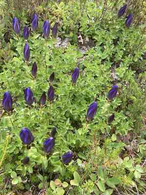 Rainier Pleated Gentian(Gentiana calycosa)