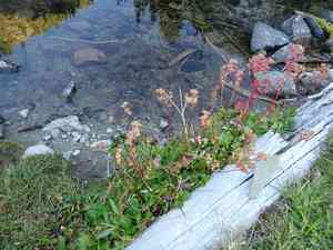 Rainier Pleated Gentian(Gentiana calycosa)