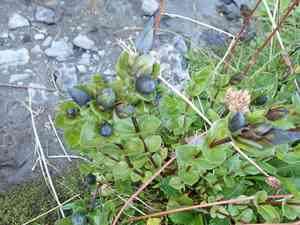 Rainier Pleated Gentian(Gentiana calycosa)