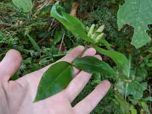 Bottle gentian(Gentiana clausa)