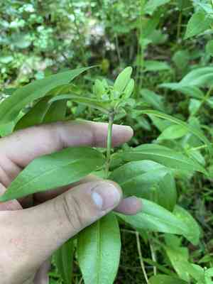 Bottle gentian(Gentiana clausa)