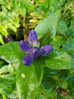 Bottle gentian(Gentiana clausa)