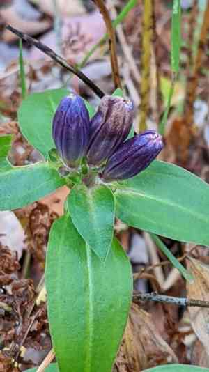 Bottle gentian(Gentiana clausa)