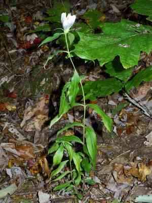 Showy gentian(Gentiana decora)