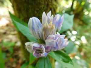 Showy gentian(Gentiana decora)