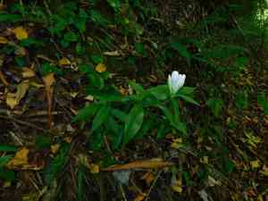 Showy gentian(Gentiana decora)