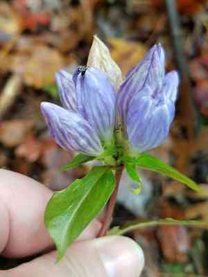 Showy gentian(Gentiana decora)