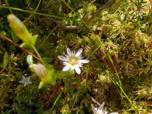 Swamp gentian(Gentiana douglasiana)