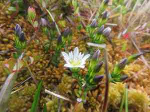 Swamp gentian(Gentiana douglasiana)