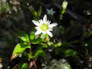 Swamp gentian(Gentiana douglasiana)
