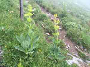 Yellow gentian(Gentiana lutea)