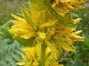 Yellow gentian(Gentiana lutea)