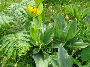 Yellow gentian(Gentiana lutea)