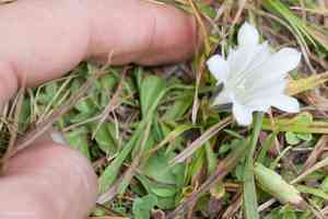 Alpine gentian(Gentiana newberryi)